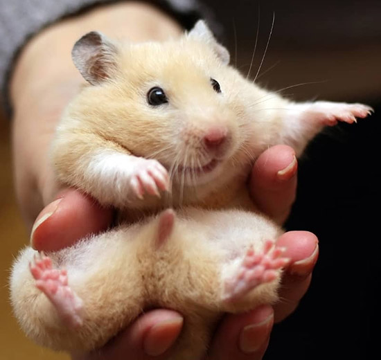 Bệnh ướt đuôi ở chuột hamster