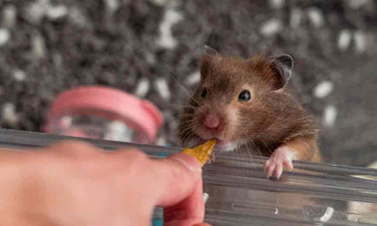 Các phương pháp phòng tránh và khắc phục Hamster bị chảy máu ở bộ phận sinh dục