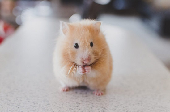 Cách tăng tuổi thọ của chuột hamster hiệu quả
