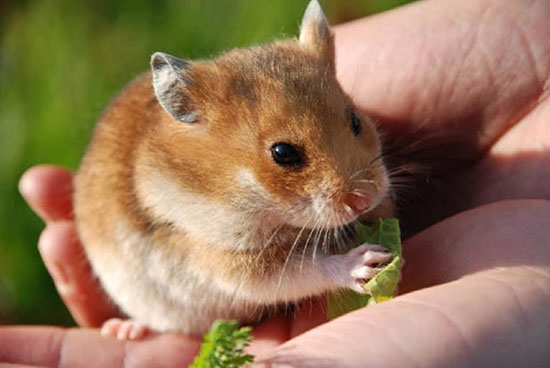 Có chế độ ăn uống hợp lý cho chuột Hamster