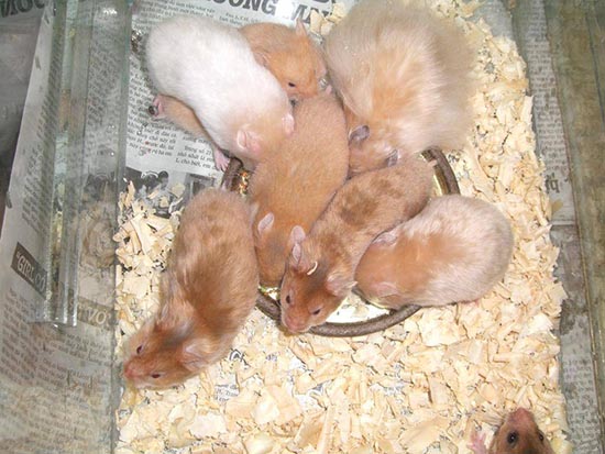 Các giai đoạn phát triển của chuột Hamster con khi tách khỏi mẹ