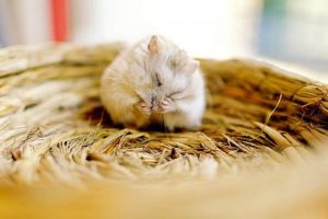 Các nguyên nhân khiến Hamster bị vết thương hở