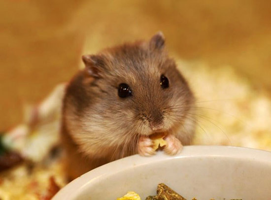 Các yếu tố chính ảnh hưởng đến tuổi thọ của chuột Hamster