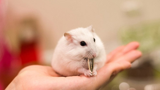 Cách dọn chuồng cho chuột hamster mới sinh