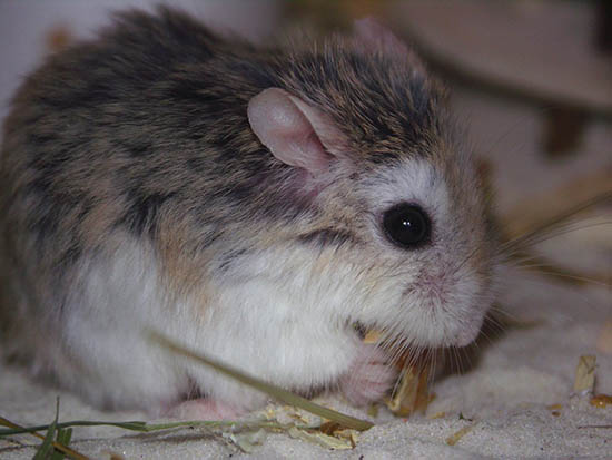 Cách kéo dài tuổi thọ chuột hamster