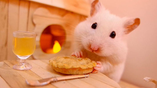 Cách làm thức ăn cho chuột hamster đơn giản ngay tại nhà