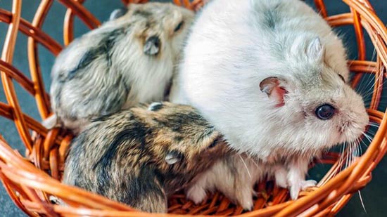 Cách để ngăn hamster ăn con