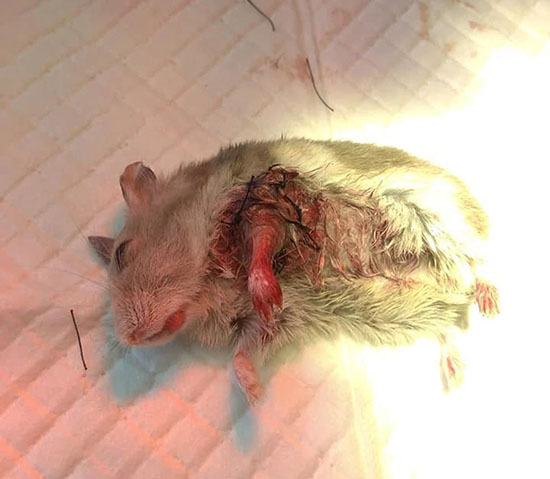 Cách xử lý khi chuột Hamster bị vết thương hở
