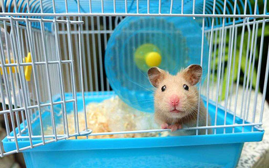 Chọn lựa kỹ chuột Hamster để nuôi
