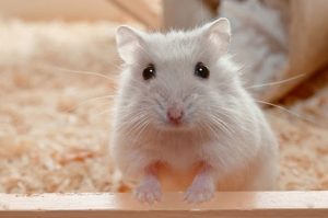 Chuột Hamster ăn gạo được không? ăn cơm được không?