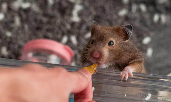 chuột hamster bao lâu thì đẻ