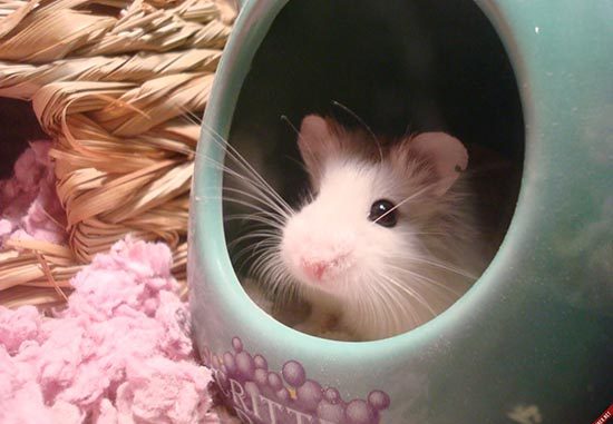 Chuột hamster bao nhiêu ngày tách mẹ