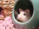 Chuột hamster bao nhiêu ngày tách mẹ