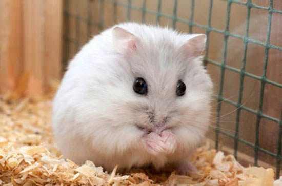 Chuột Hamster bị bỏ đói sẽ như thế nào?