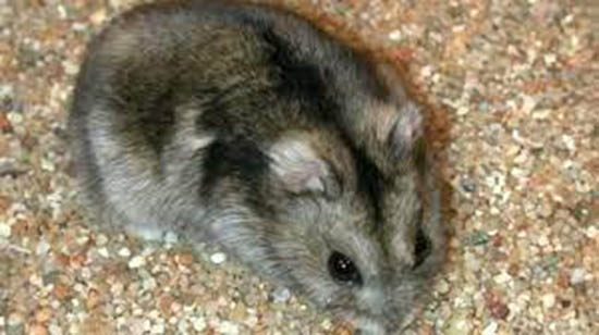 Chuột hamster campell bao nhiêu tiền