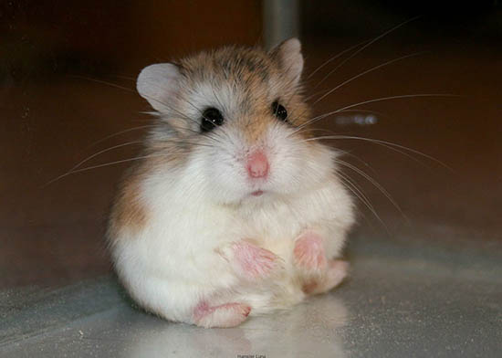 Chuột Hamster cắn có bị gì không?
