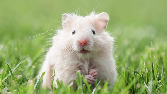 Chuột Hamster cắn có sao không?