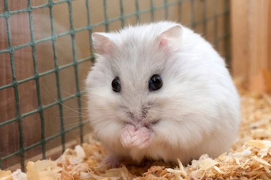 Chuột Hamster có hôi không? Lý do hamster bị hôi là gì?