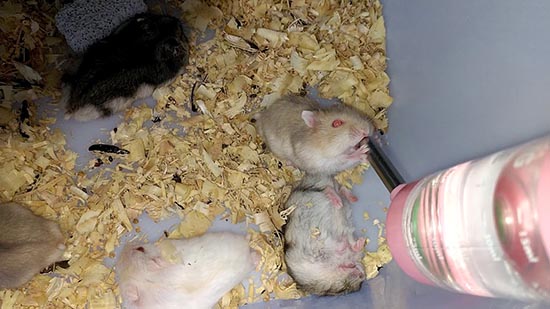 Chuột Hamster có uống nước không?