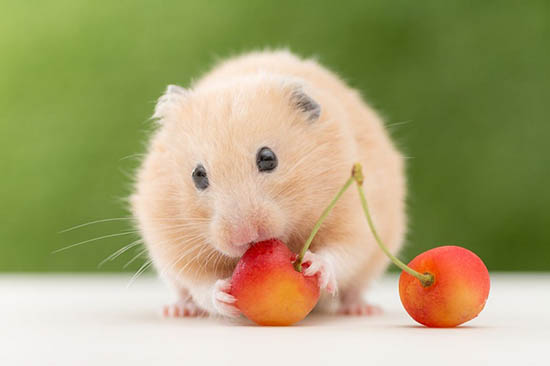 Chuột hamster nhịn ăn bao lâu thì chết