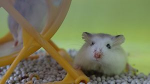 Chuột Hamster Có Bệnh Gì ? Cách Điều Trị Bệnh  Chuột Hamster Mắc Phải