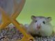 Chuột Hamster Có Bệnh Gì ? Cách Điều Trị Bệnh  Chuột Hamster Mắc Phải
