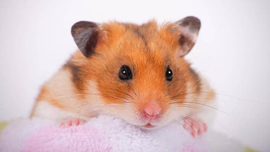 Chuột Hamster mang thai bao nhiêu ngày?