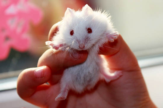 Chuột hamster mắt đỏ có giống với những con chuột hamster khác hay không?