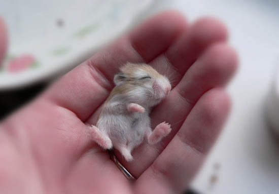 Chuột hamster ngủ mấy tiếng một ngày? Hamster ngủ suốt ngày