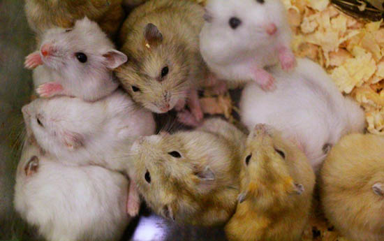 Chuột Hamster Nhịn Ăn Được Bao Lâu? Thức Ăn Yêu Thích Là Gì?
