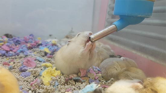 Chuột Hamster nhịn khát được bao lâu