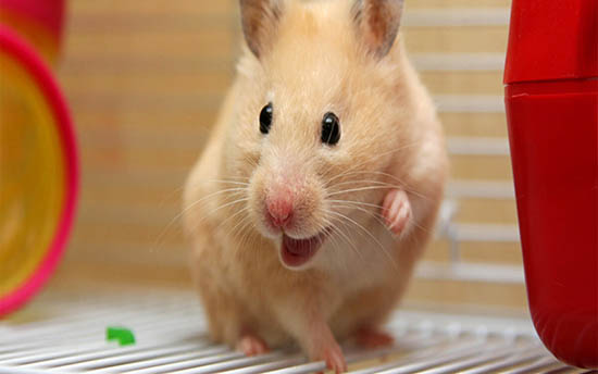 Chuột Hamster rất sợ những chuyển động bất thường