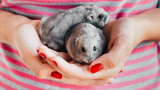 Chuột Hamster sống được bao lâu phụ thuộc vào chế độ dinh dưỡng