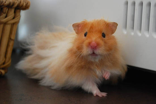 Chuột Hamster sống được bao lâu phụ thuộc vào môi trường sống