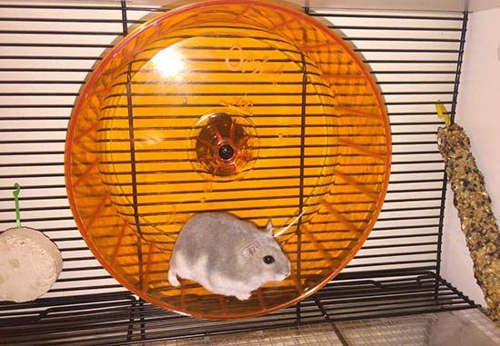 Chuột hamster thích chơi gì?