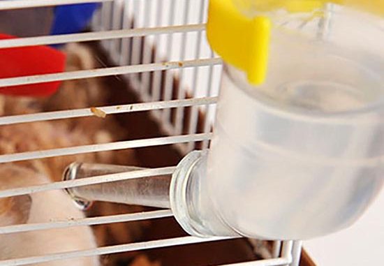 Bạn Đã Biết Chuột Hamster Uống Nước Gì Để Phát Triển Và Khỏe Mạnh - Chamhamster