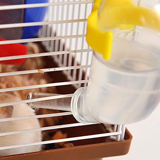 Chuột Hamster uống nước gì?