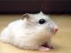 Hiện nay trên thị trường, chuột Hamster Winter White giá bao nhiêu?