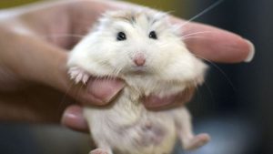 Có nên đưa chuột Hamster đi triệt sản không?