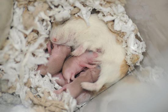 Đặc điểm sinh sản của chuột hamster 