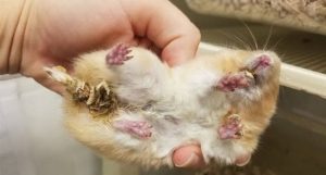 Dấu hiệu chuột Hamster bị ướt bụng và nguyên nhân gây ra