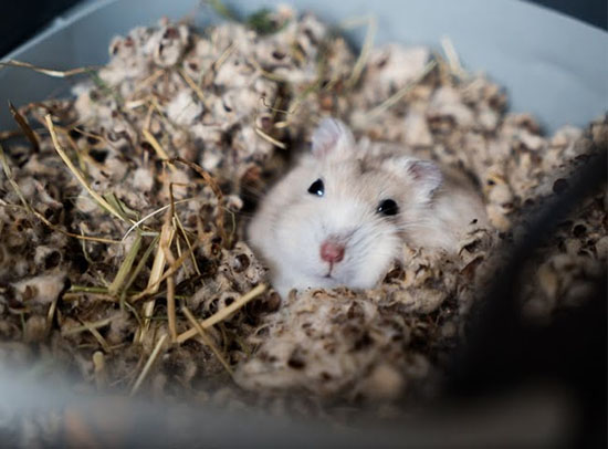 Những dấu hiệu giúp bạn biết chuột Hamster sắp chết