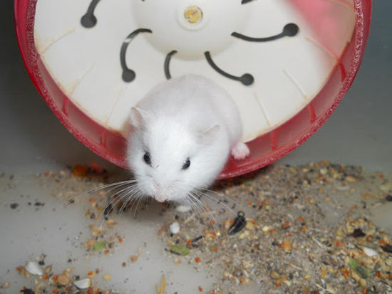 Giá của những loại chuột Hamster được nuôi phổ biến nhất