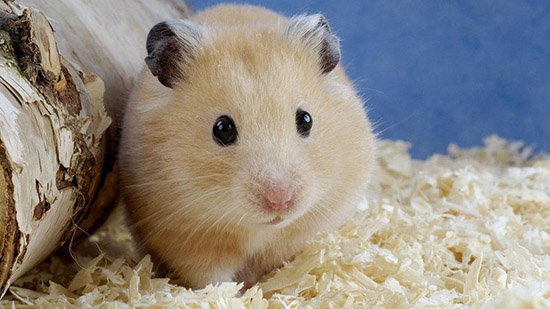 Cùng Giải đáp thắc mắc chuột Hamster có lây bệnh cho người hay không