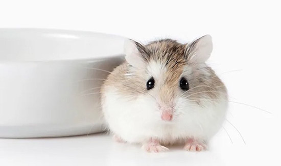 Giống chuột Hamster Roborovski