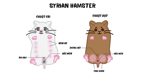 Hamster đực và cái khác nhau về núm vú