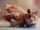 Hamster giao phối đồng huyết là gì