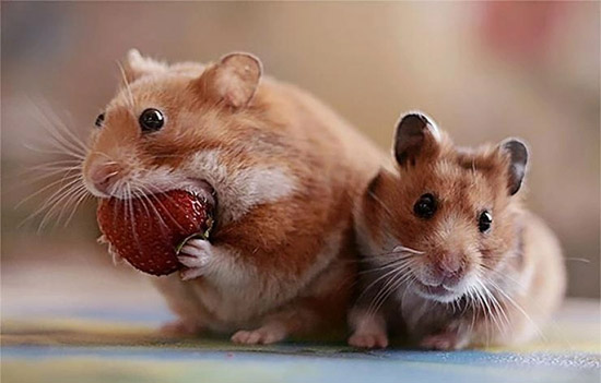 Hamster giao phối đồng huyết là gì