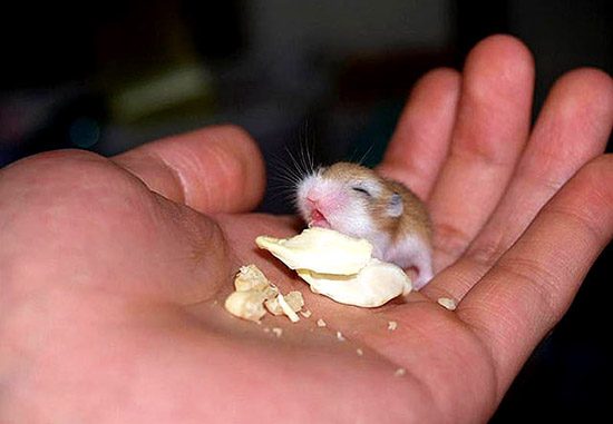 Hamster mới sinh mồ côi mẹ thì phải làm sao ?