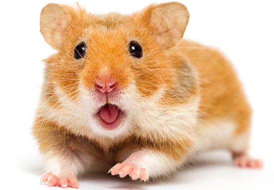 Chuột Hamster Nghĩa Là Gì? Đặc Điểm Của Chuột Hamster Bạn Cần Biết Khi Nuôi - Chamhamster